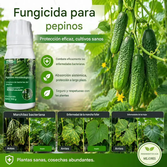 🥒🥒【3 botellas】Fungicida sistémico para pepinos – Control eficaz de bacteriosis, manchas amarillas y enfermedades foliares