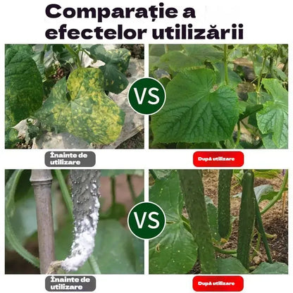 🥒🥒【3 botellas】Fungicida sistémico para pepinos – Control eficaz de bacteriosis, manchas amarillas y enfermedades foliares